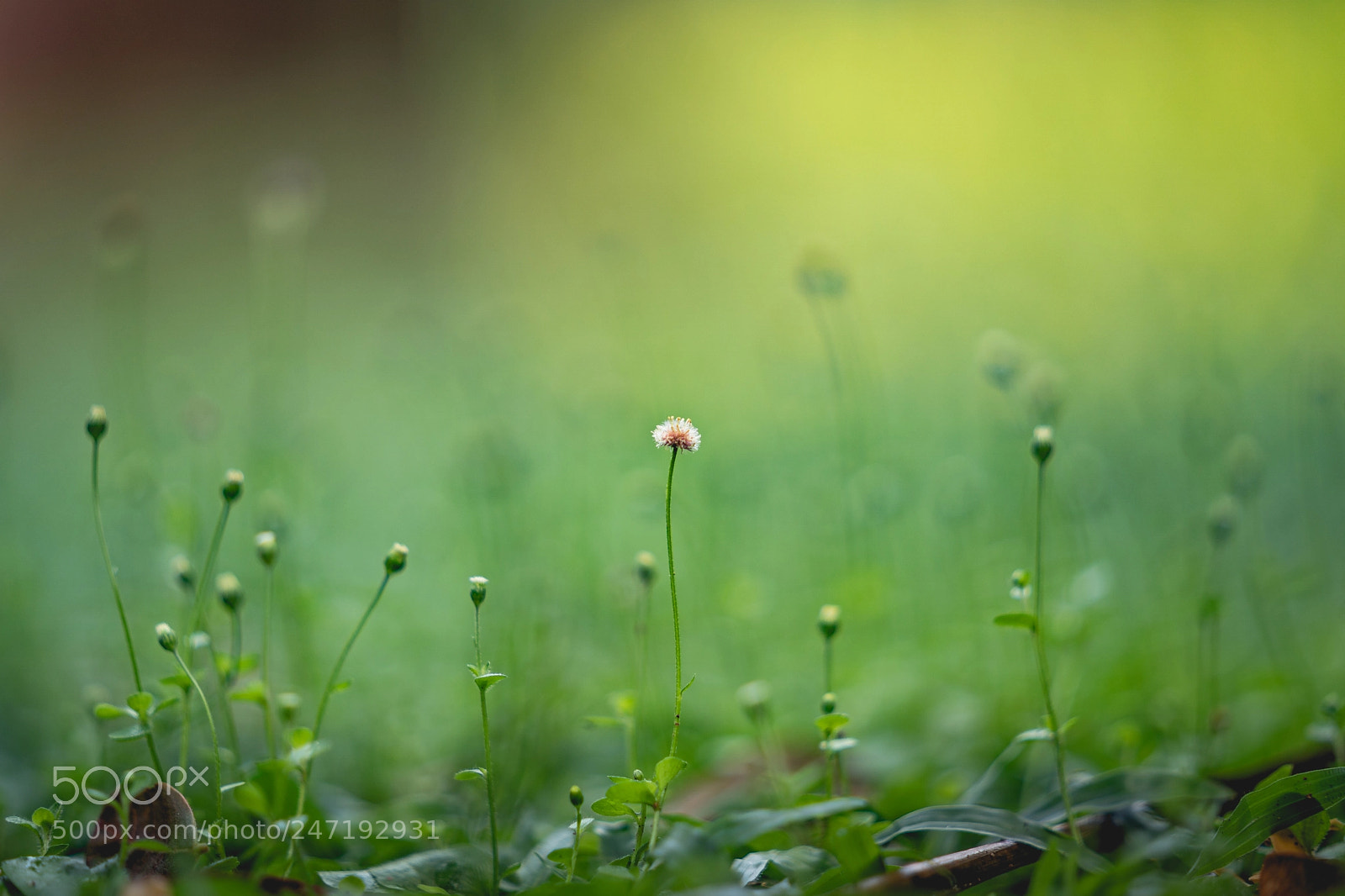 Sony a9 sample photo. Dreamy morning photography