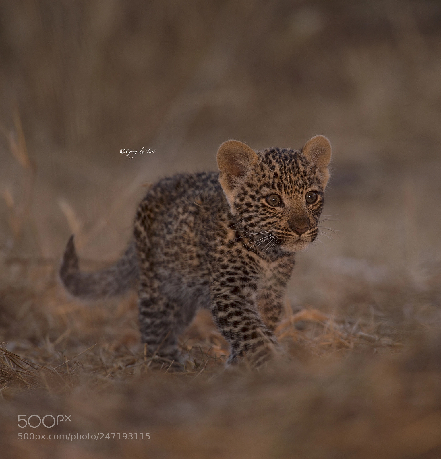 Nikon D4S sample photo. Mombo leopard cub photography