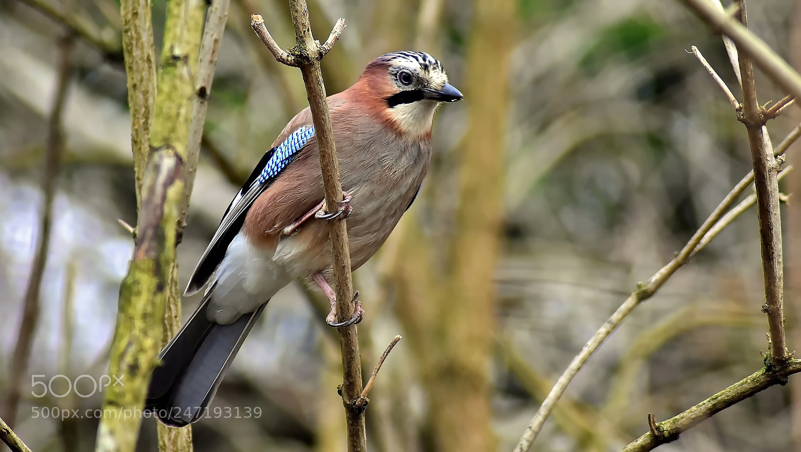 Nikon D3400 sample photo. Thief of the park... photography