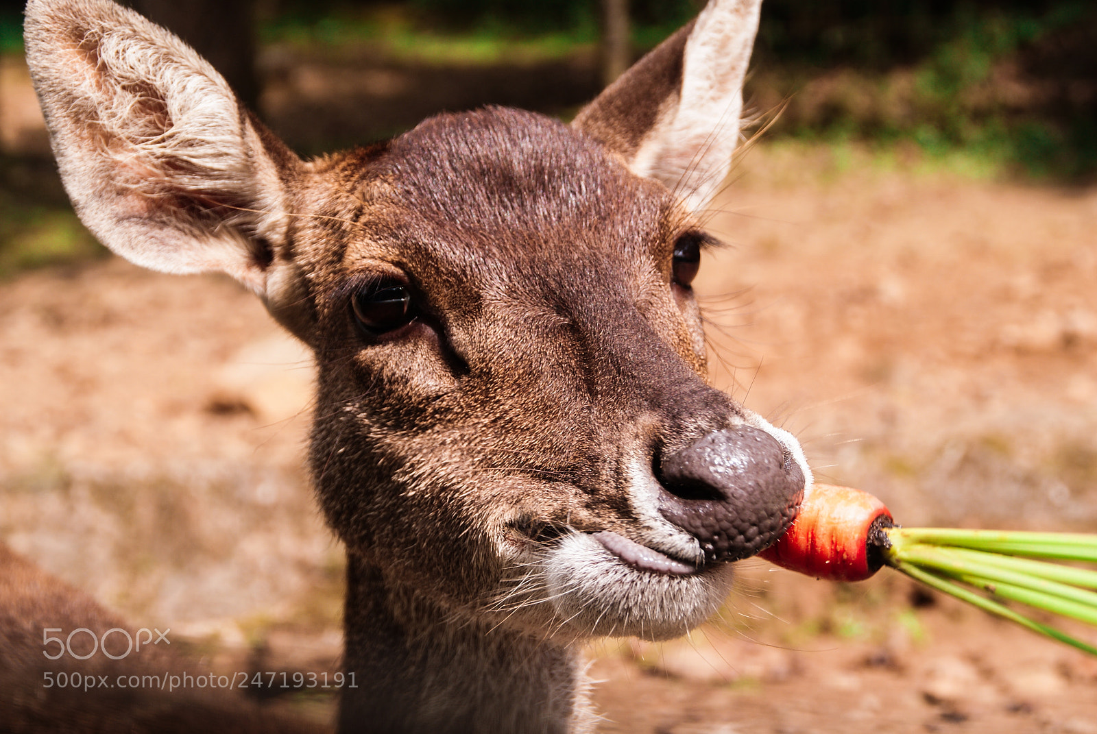 Sony Alpha DSLR-A200 sample photo. Eating photography