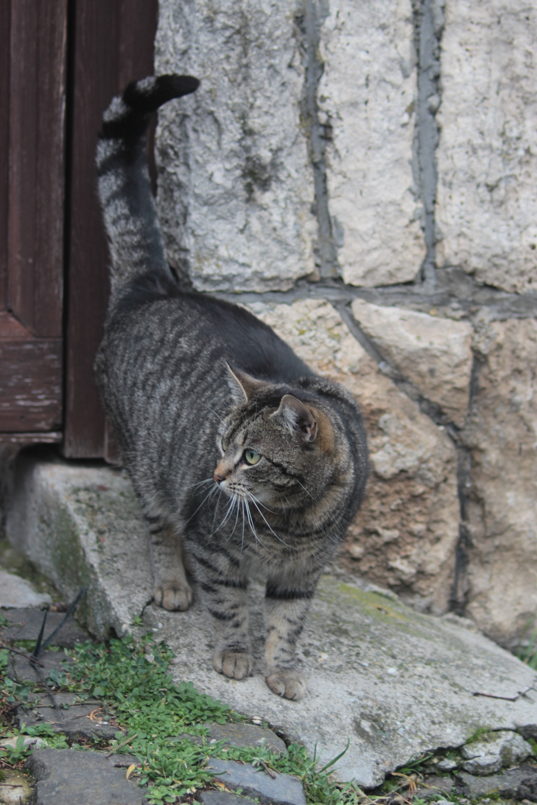 Canon EF 50-200mm f/3.5-4.5 sample photo. Grey cat photography