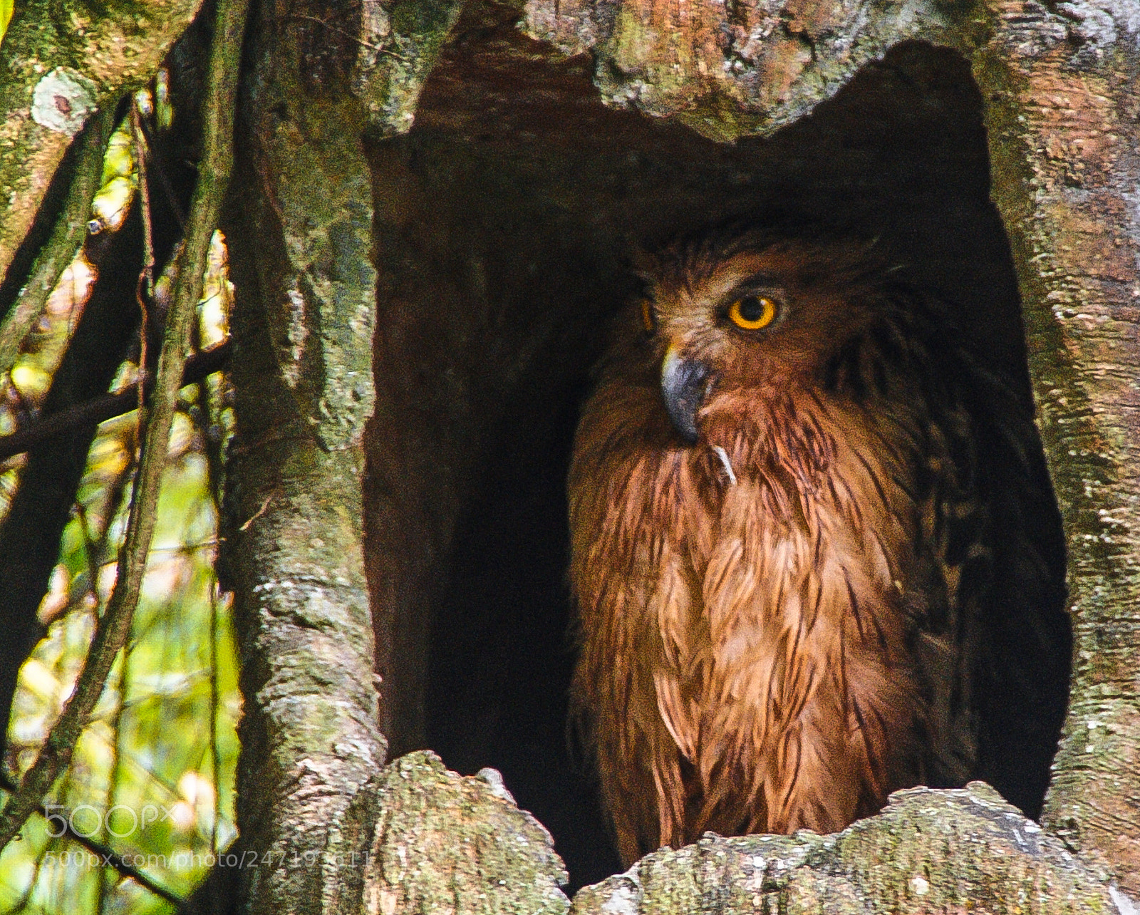 Sony Alpha DSLR-A200 sample photo. An old owl photography