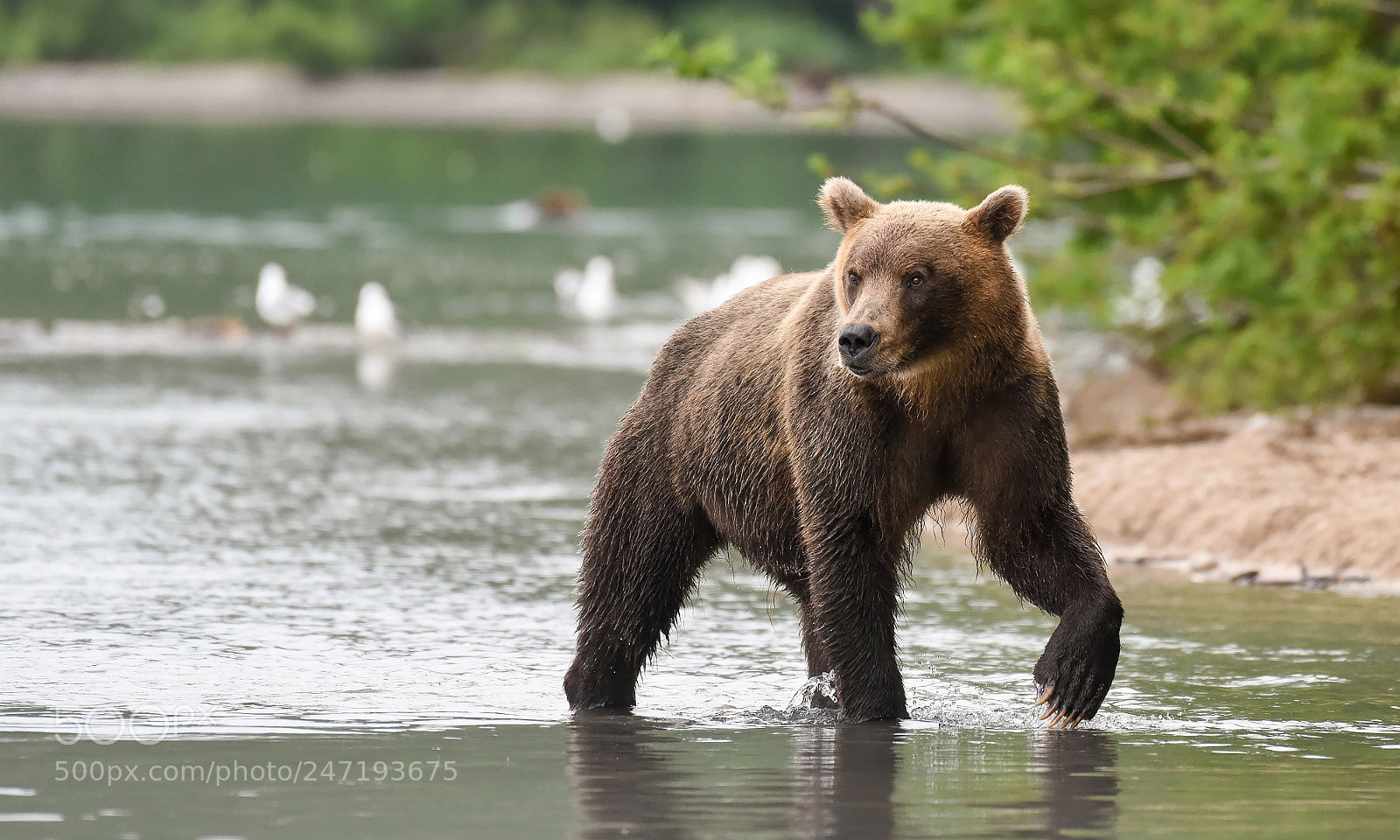 Nikon D810 sample photo. The hunter photography