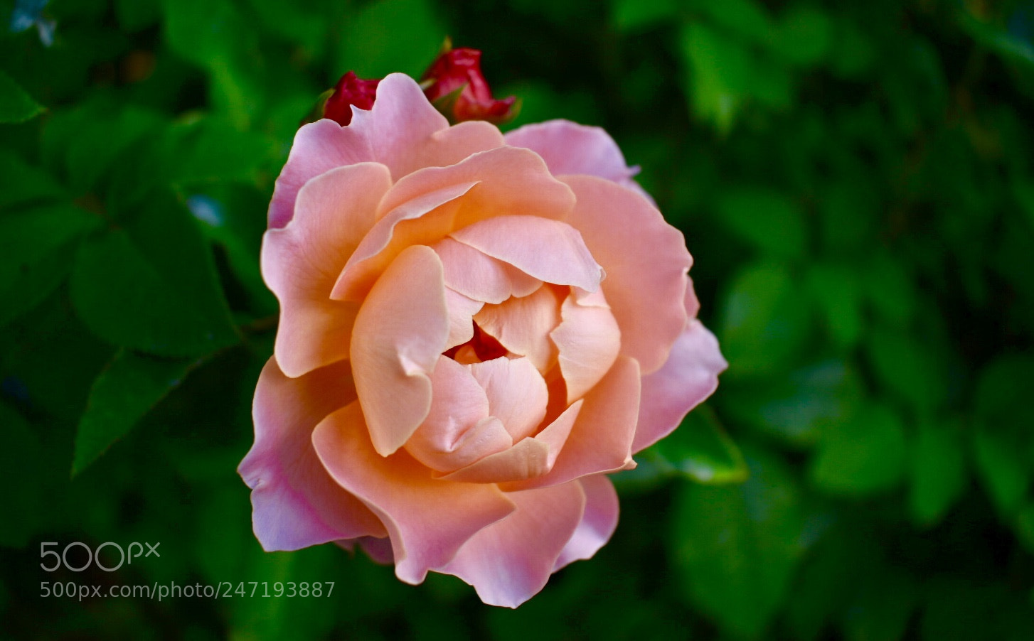 Nikon D3400 sample photo. Blooming photography