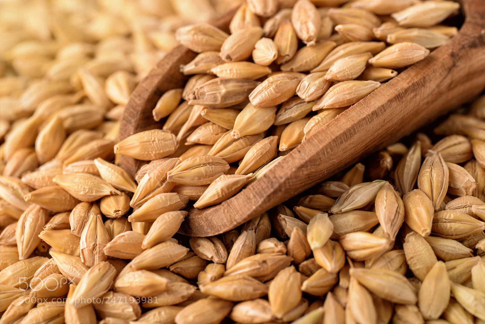 Nikon D610 sample photo. Barley grains photography