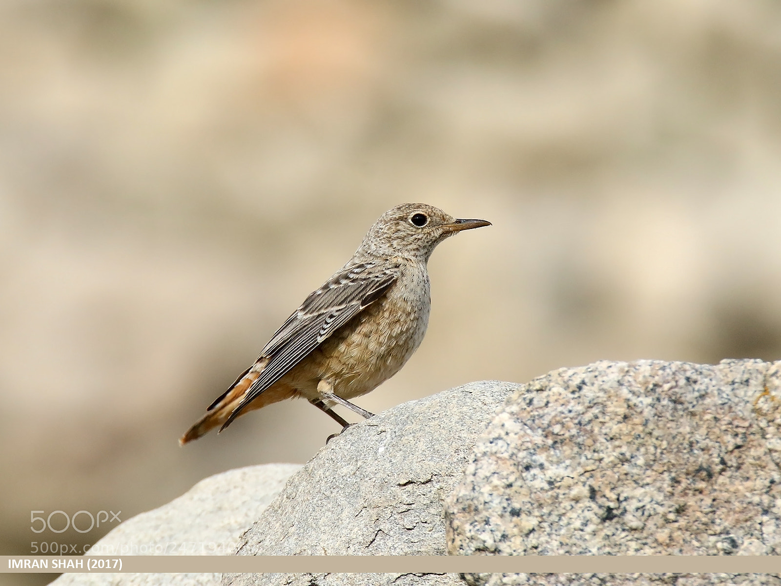 Canon EOS 7D Mark II sample photo. Rufous-tailed rock-thrush (monticola saxitilis) photography