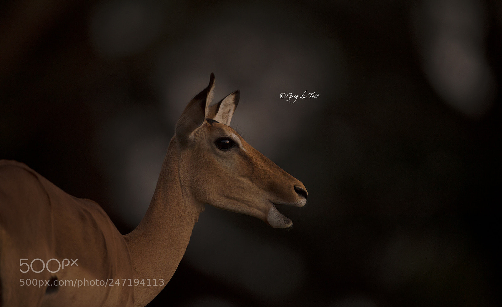 Nikon D4S sample photo. Impala ewe twilight photography