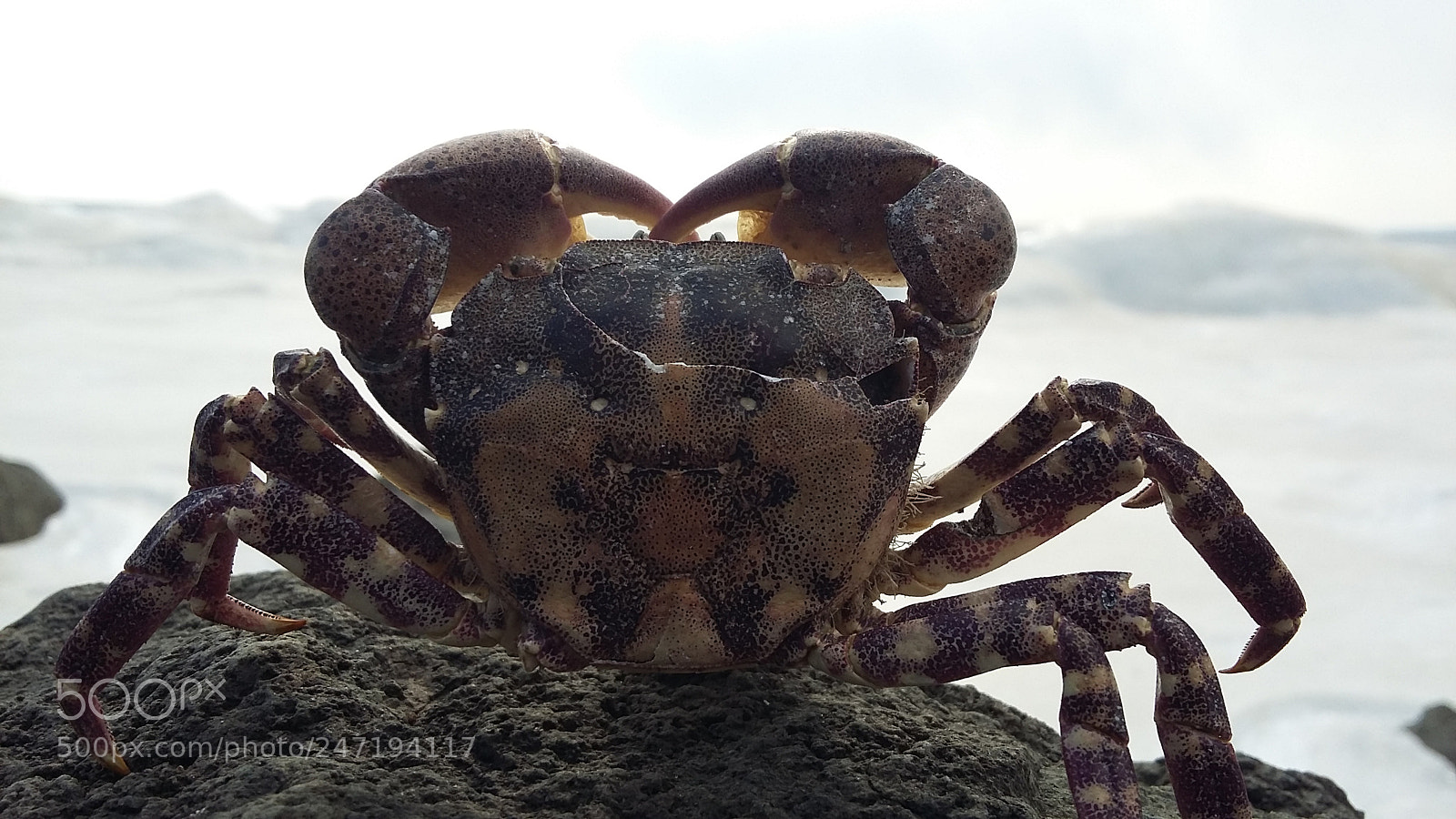 Samsung Galaxy A3 sample photo. Crab.pg photography