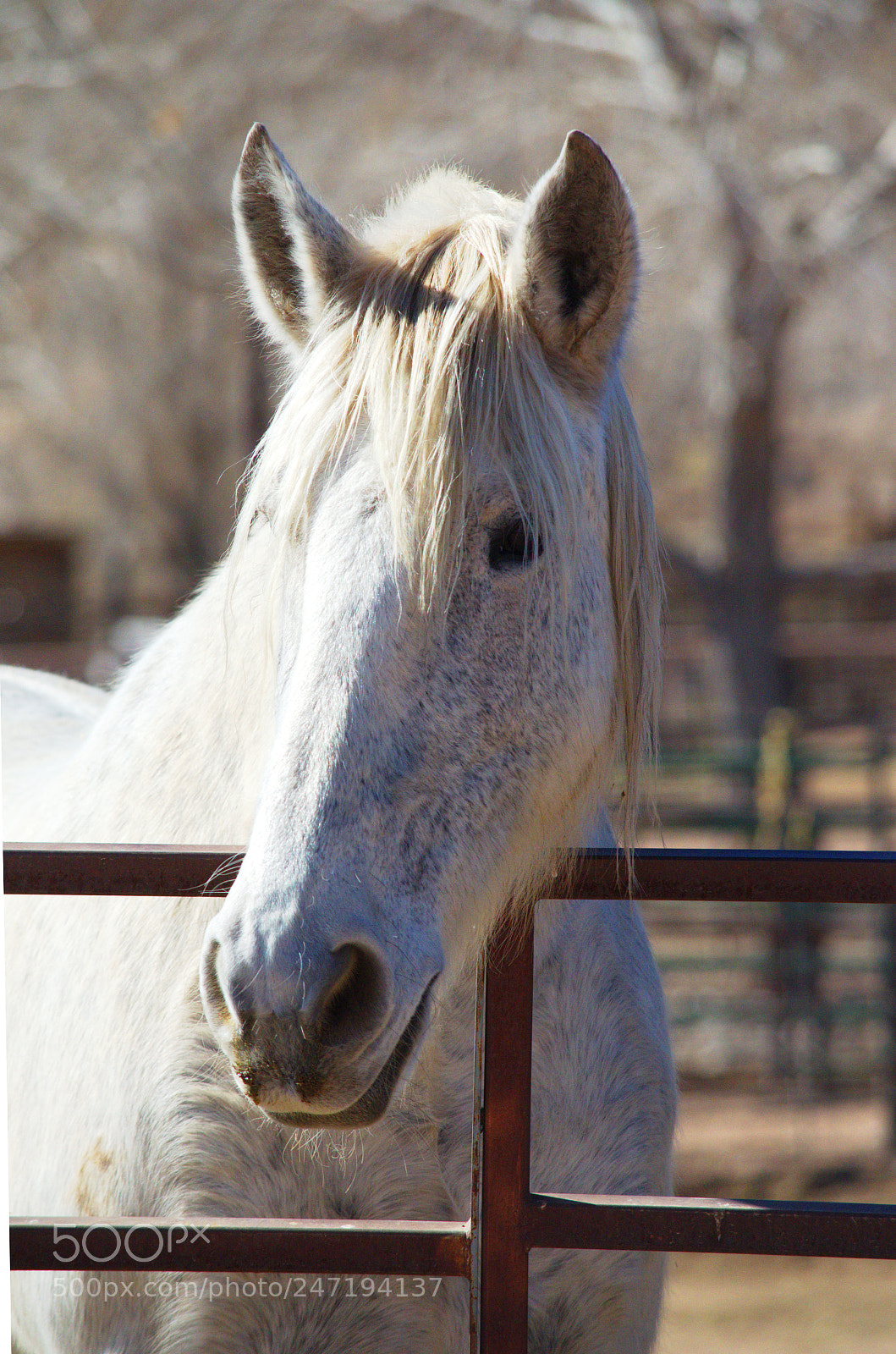 Nikon D5100 sample photo. Avena photography