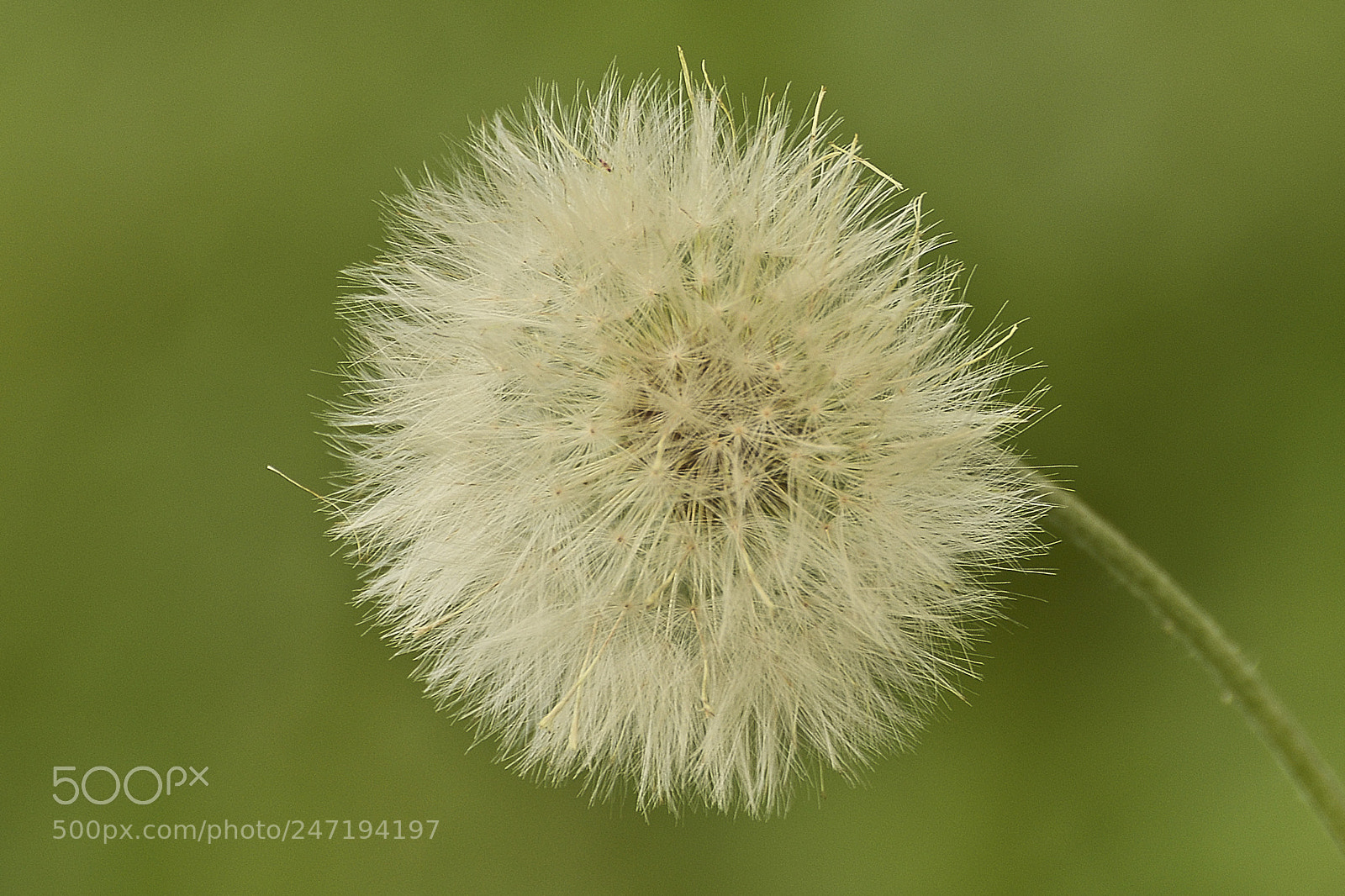 Nikon D7100 sample photo. Basta um sopro e photography