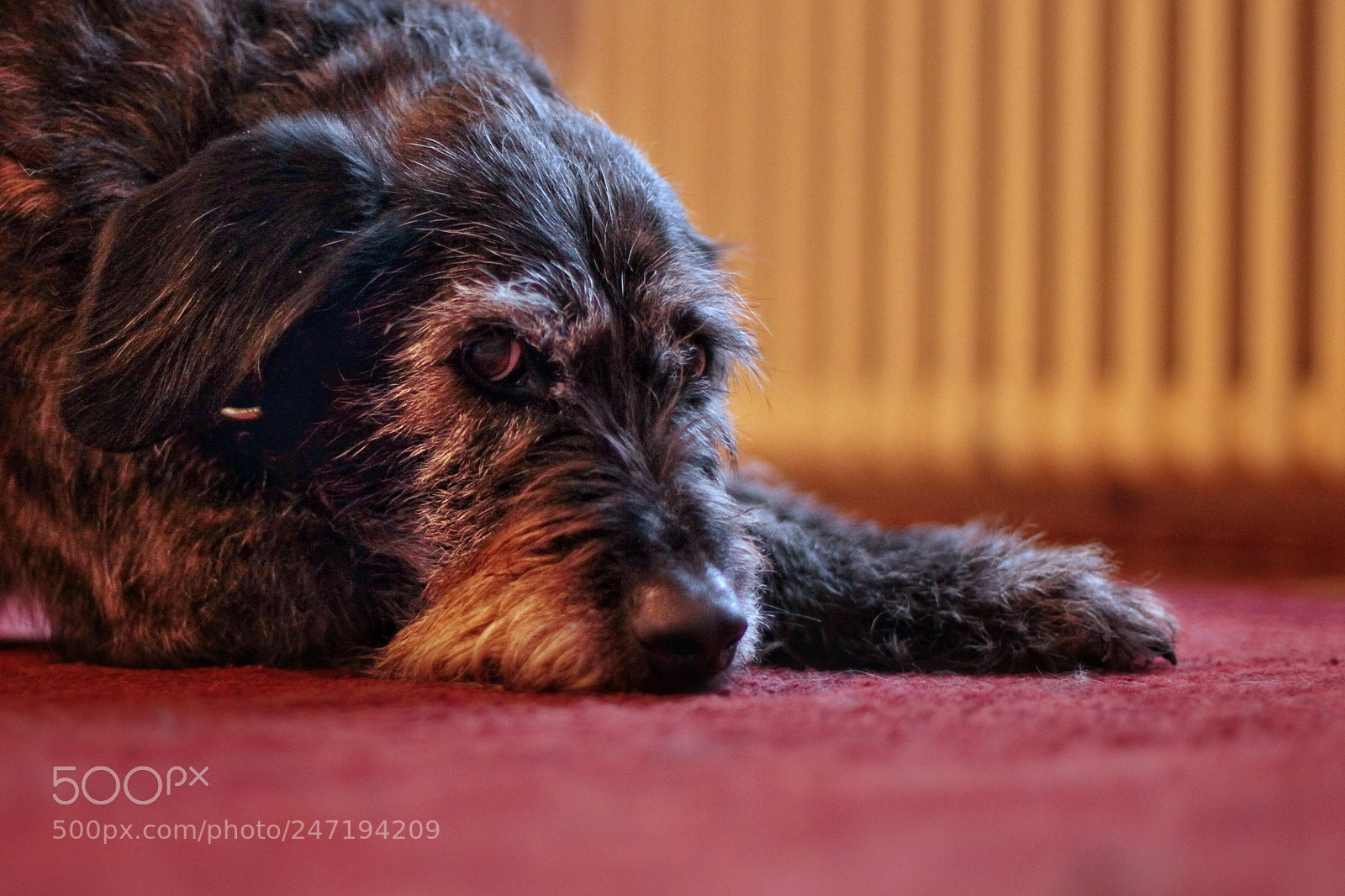 Canon EOS-1D Mark IV sample photo. Untitled photography