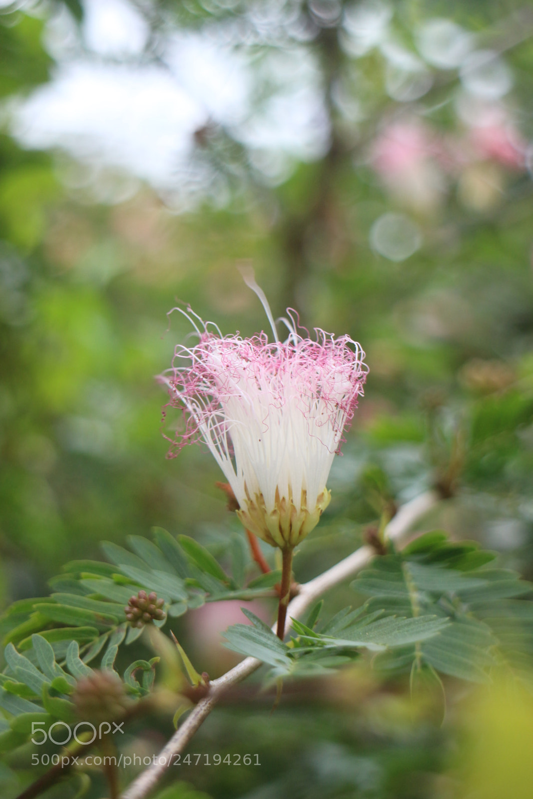 Canon EOS M sample photo. Just photography