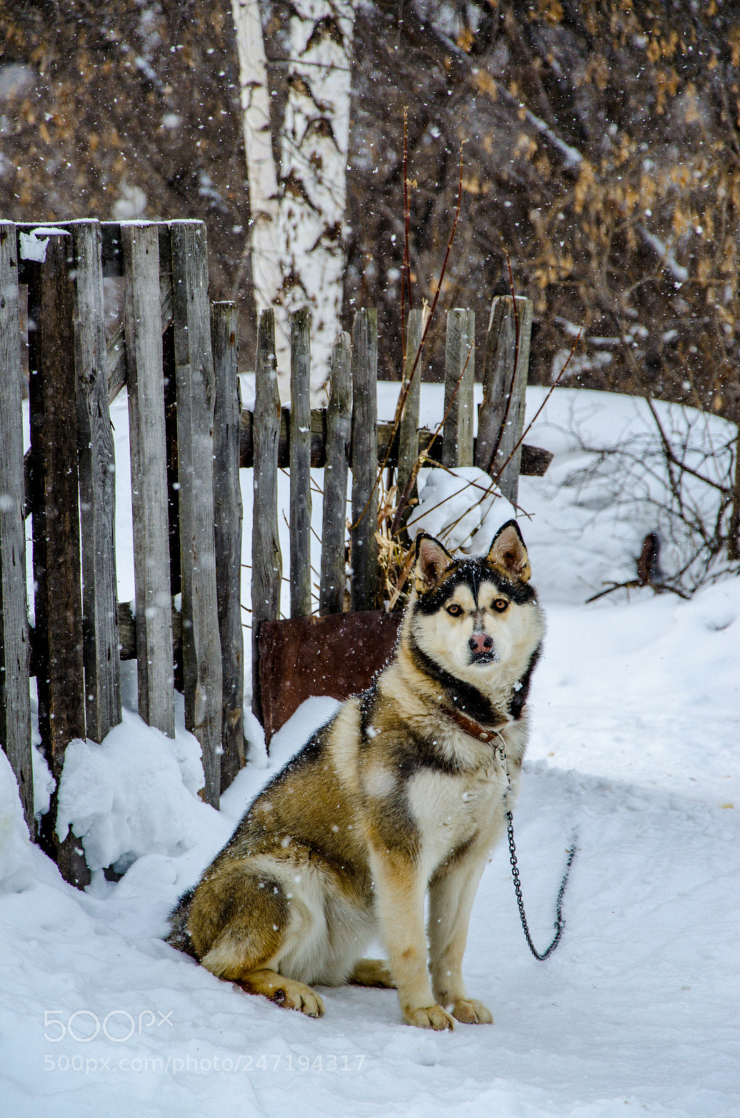 Nikon D5100 sample photo. Husky photography