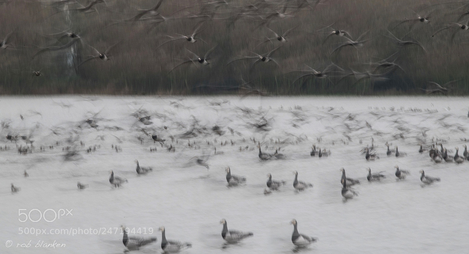 Nikon D850 sample photo. Barnacle goose photography