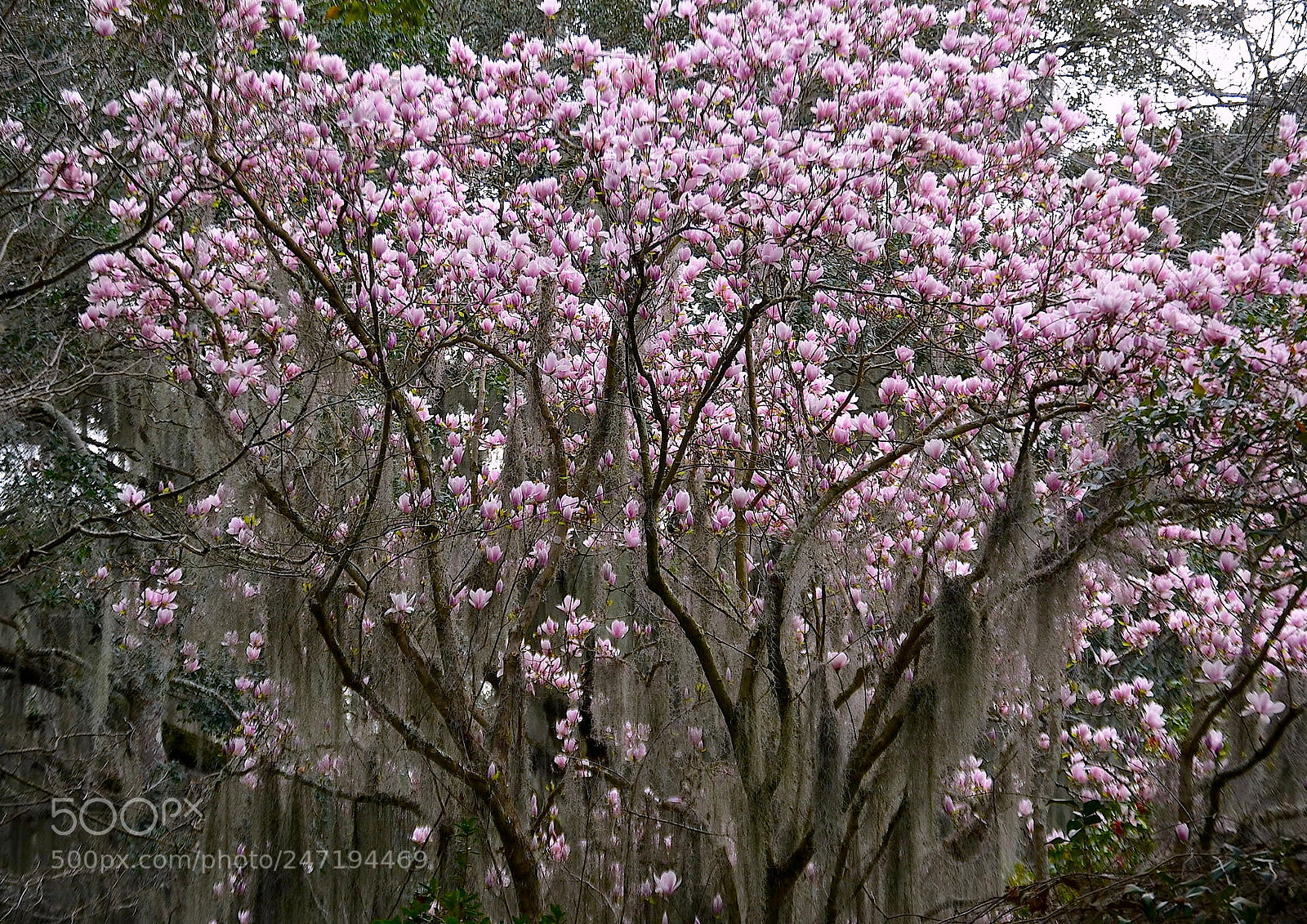 Nikon D5100 sample photo. Japanese magolia photography