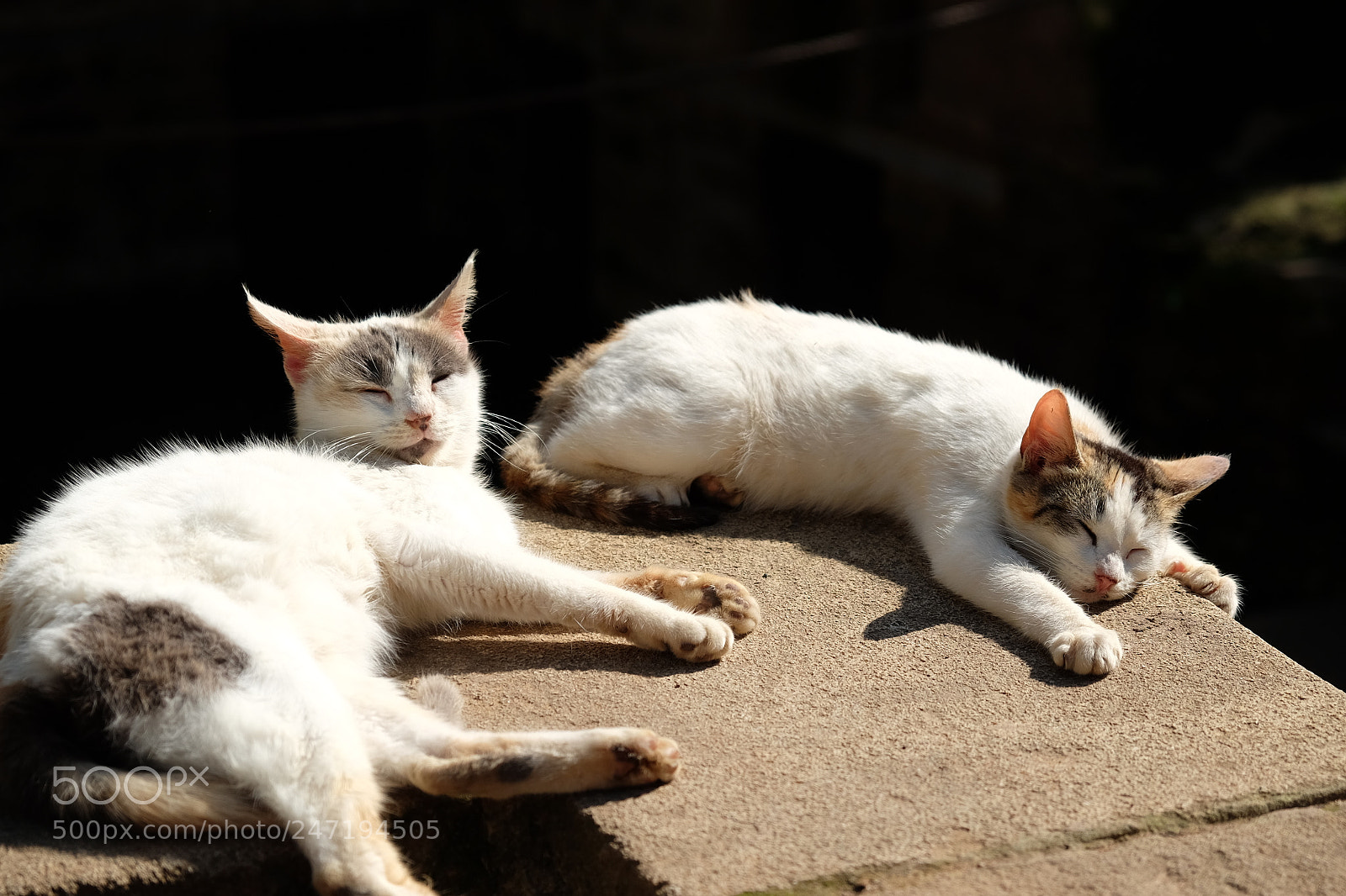 Fujifilm X-T10 sample photo. Alertness photography