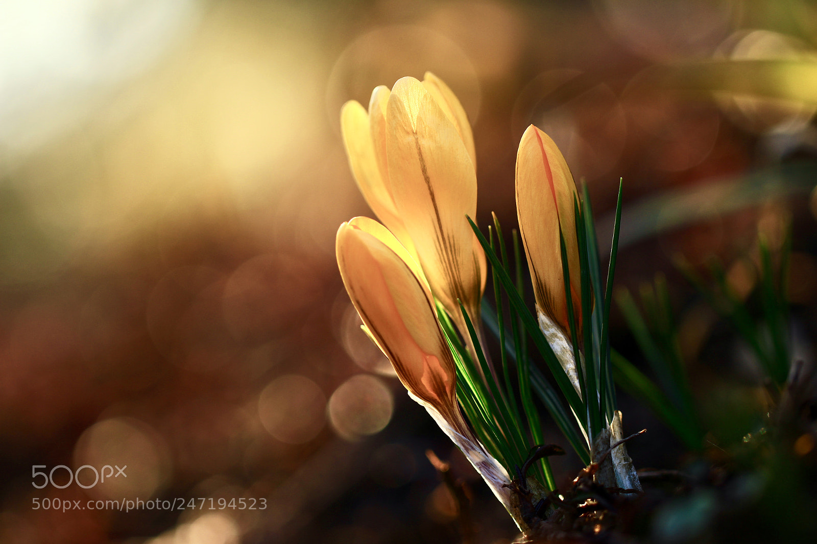 Canon EOS 700D (EOS Rebel T5i / EOS Kiss X7i) sample photo. Early in spring... photography