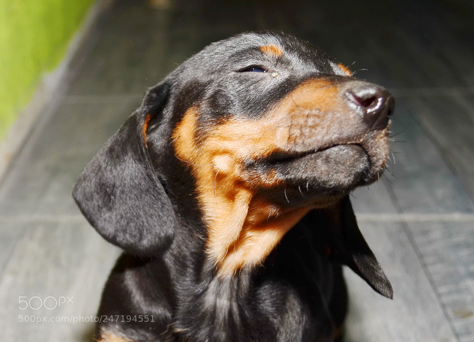 Nikon D5100 sample photo. Little dog photography