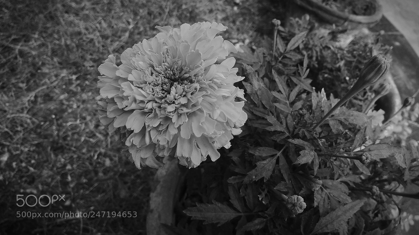 Xiaomi Redmi Note3 sample photo. Untitled photography