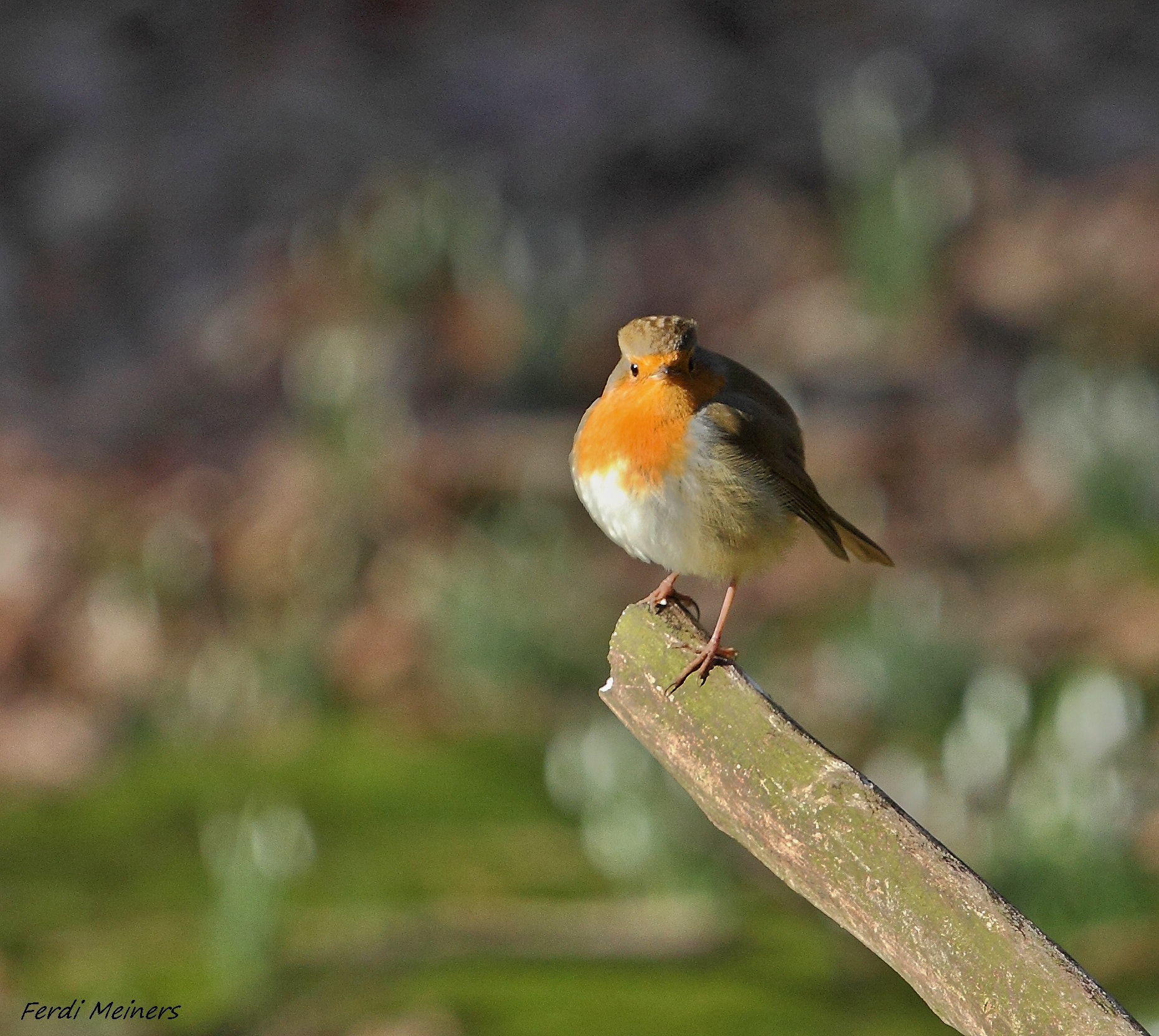 Canon EOS 60D + Canon EF 70-200mm F4L USM sample photo. ( ff ) frühlings feeling photography