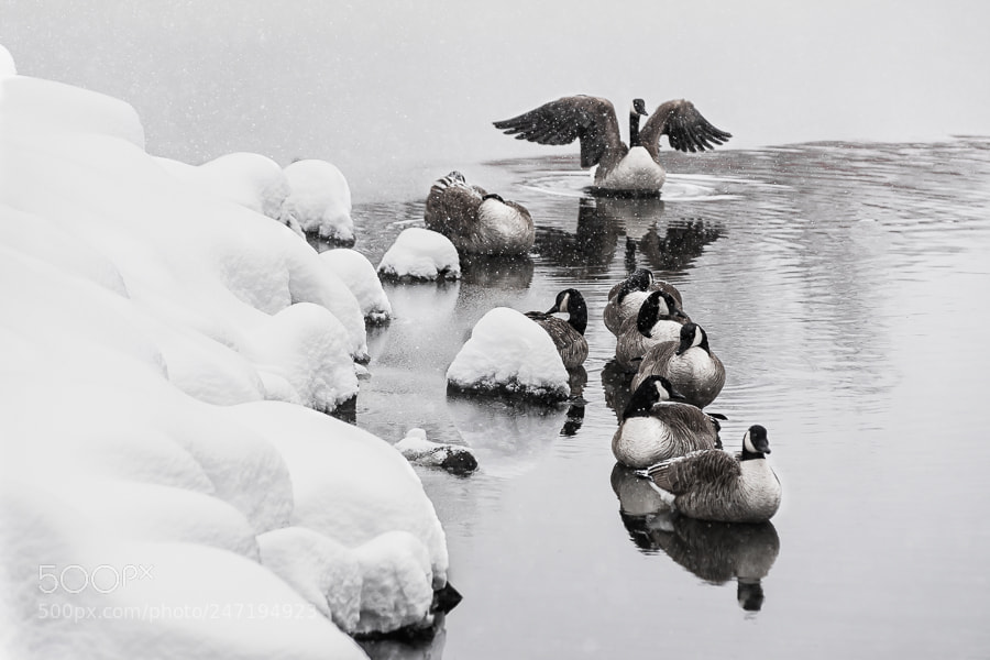 Pentax K-5 sample photo. Snowbirds photography
