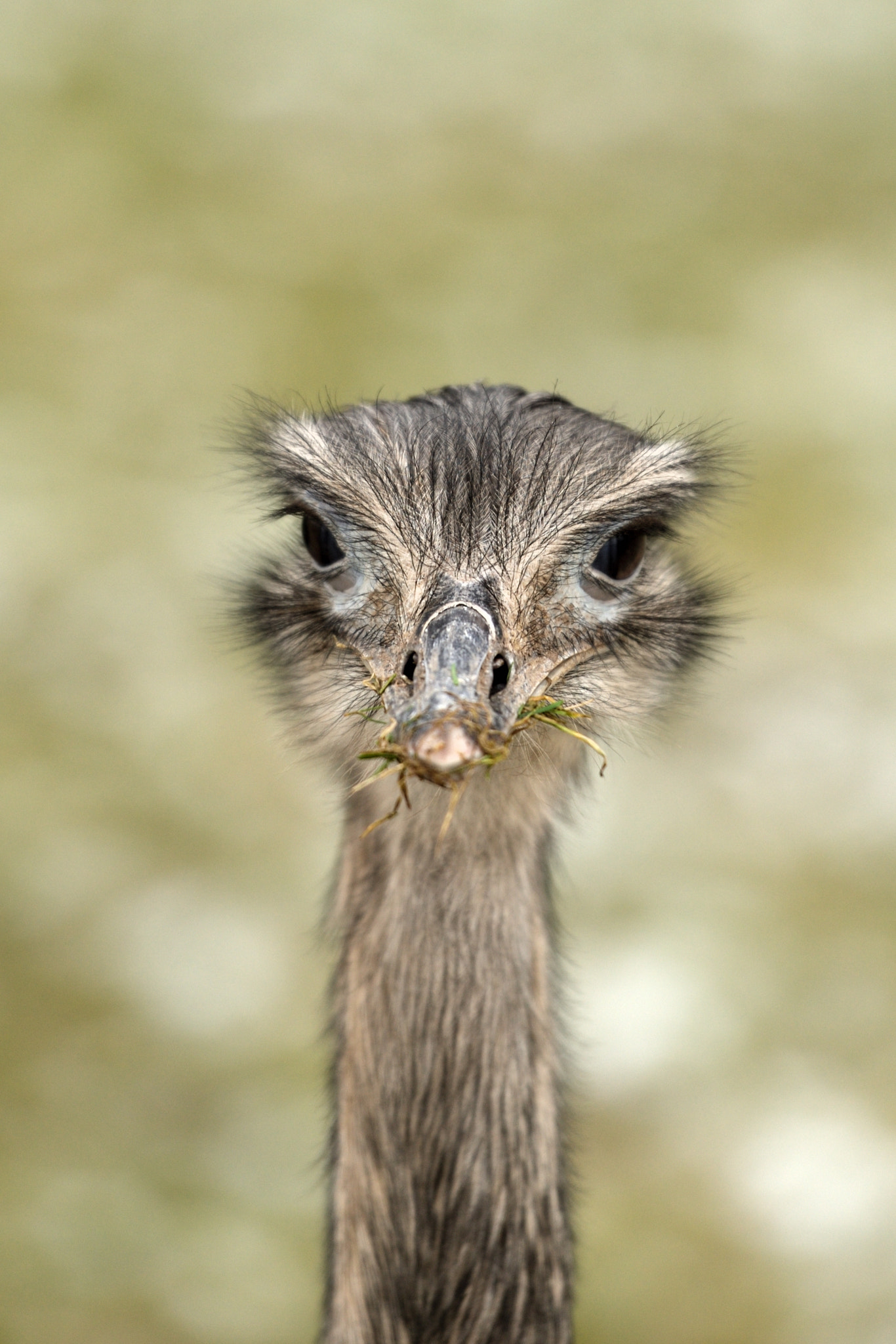 Nikon AF-S Nikkor 70-200mm F2.8G ED VR II sample photo. 2018-02-04_wismar_tierpark_-_03_nandu_03.jpg photography