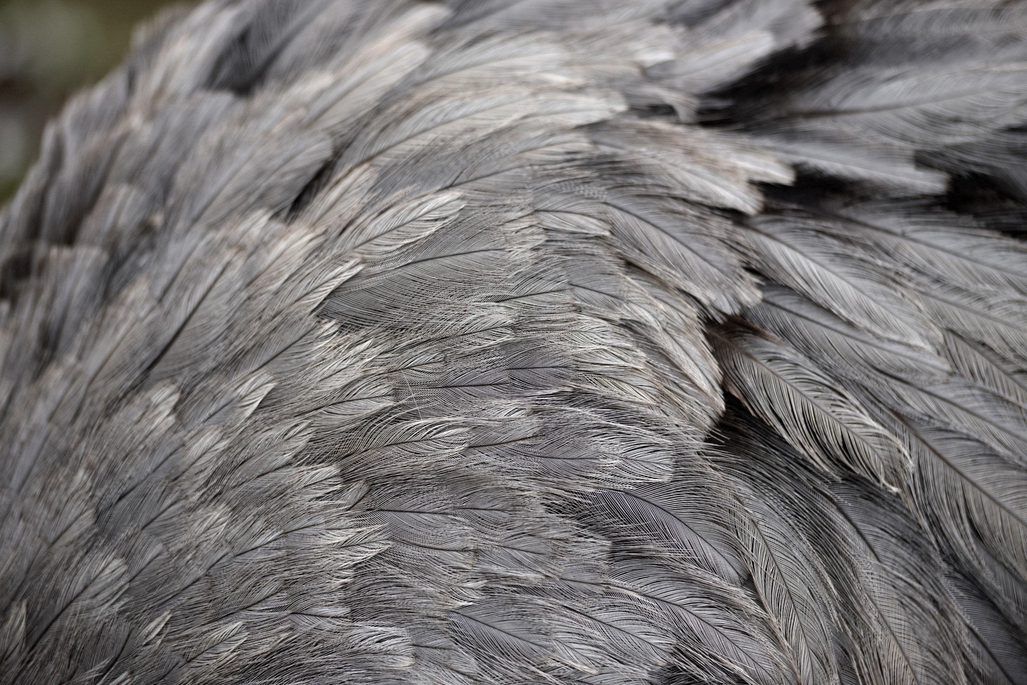 Nikon AF-S Nikkor 70-200mm F2.8G ED VR II sample photo. 2018-02-04_wismar_tierpark_-_03_nandu_06.jpg photography