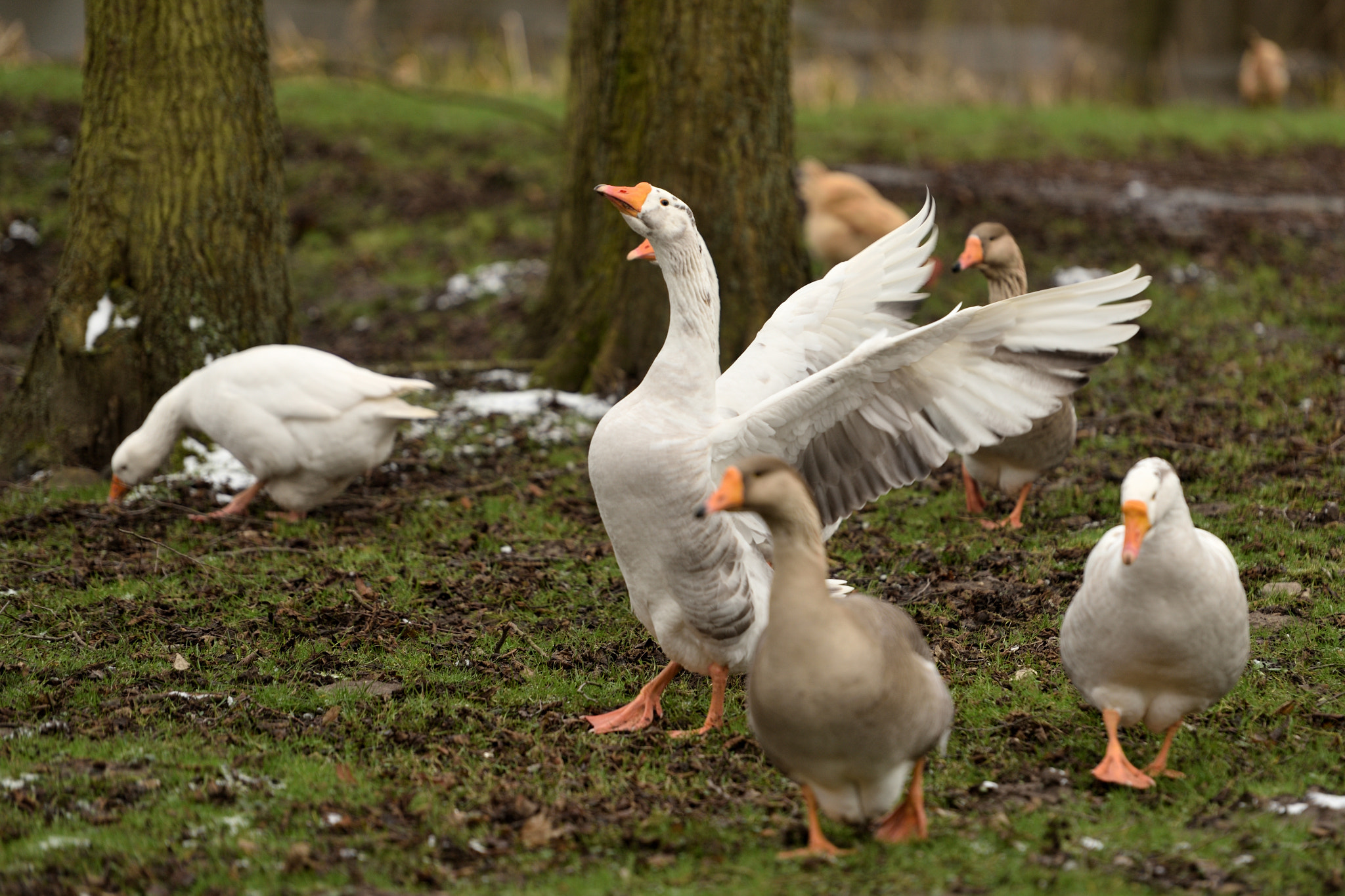 Nikon AF-S Nikkor 70-200mm F2.8G ED VR II sample photo. 2018-02-04_wismar_tierpark_-_05_gans_01.jpg photography