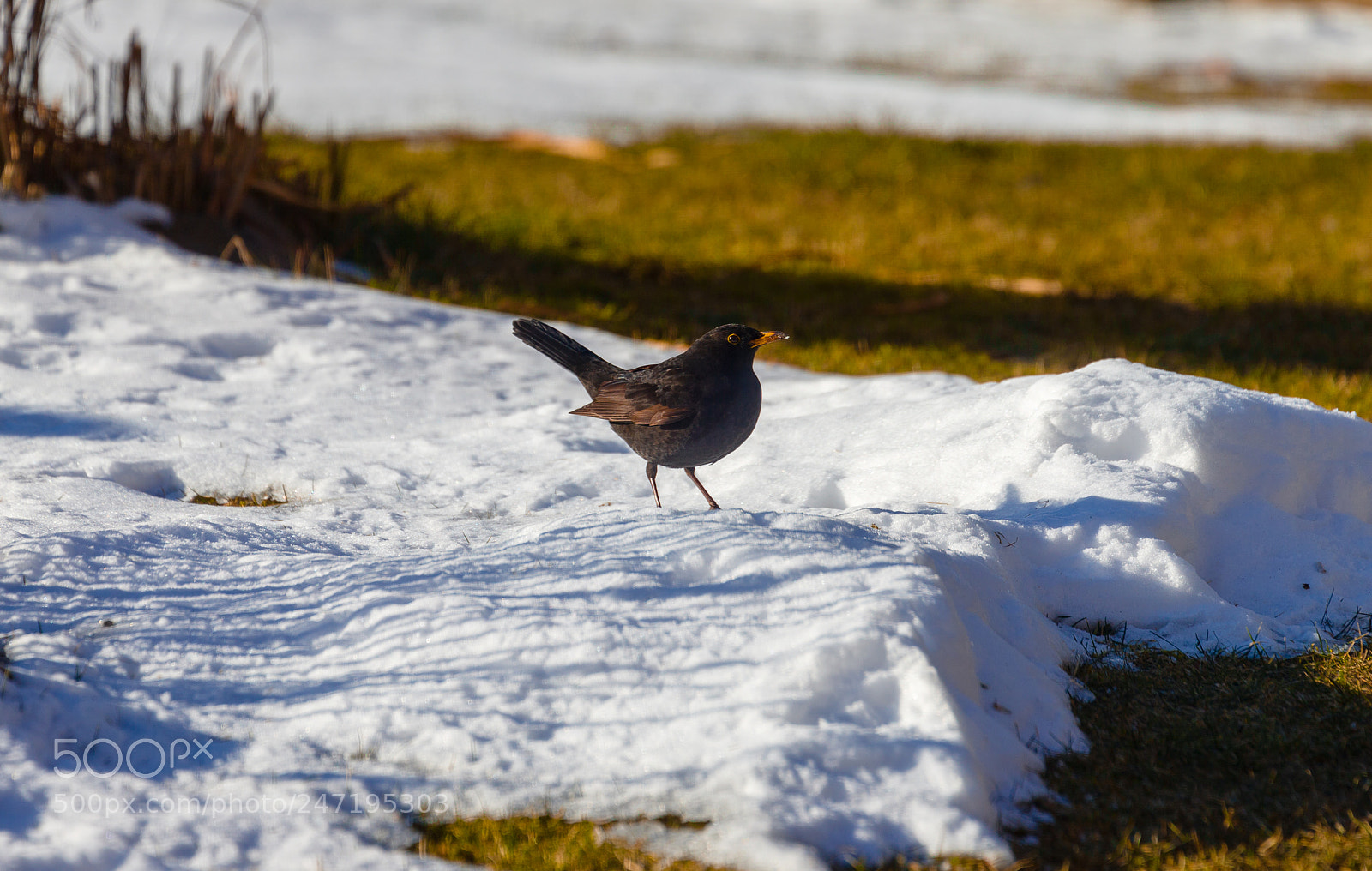 Canon EOS-1D X sample photo. 20180224102113401009869.jpg photography