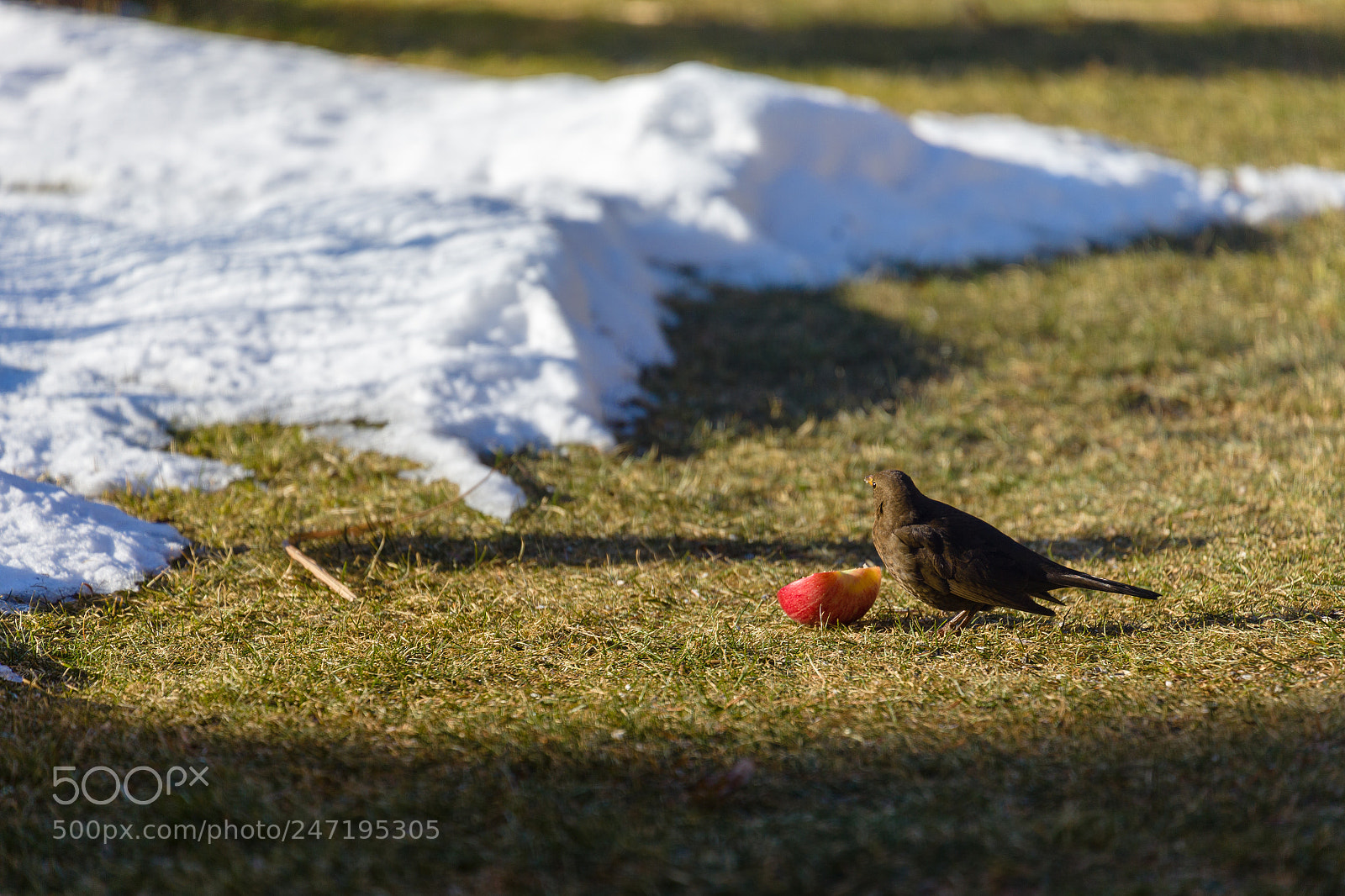Canon EOS-1D X sample photo. 20180224102029011009864.jpg photography