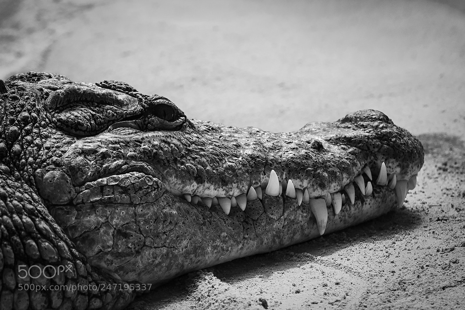 Olympus OM-D E-M1 sample photo. Teeth photography