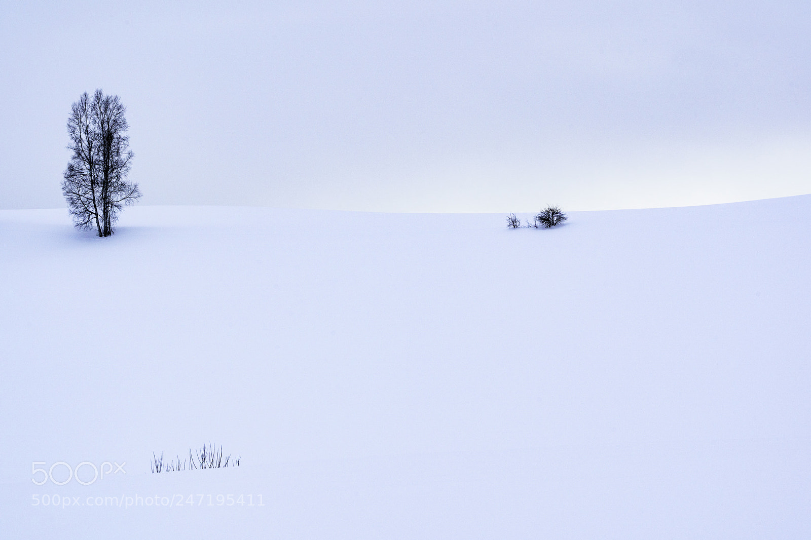 Sony a9 sample photo. 冷たい世界 〜 a cold world photography