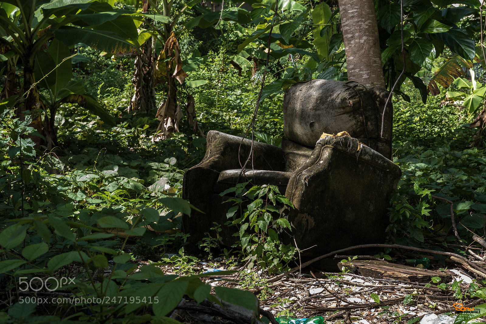 Canon EOS-1D X Mark II sample photo. Juncle armchair photography