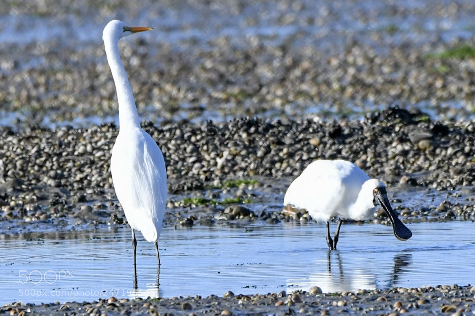 Nikon D500 sample photo. L white heron kotuku photography