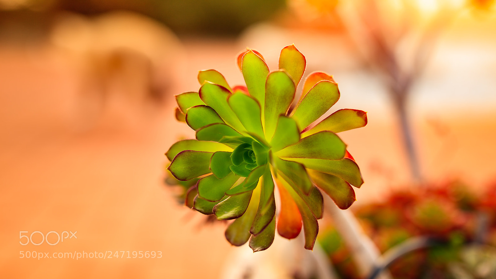 Canon EOS 5DS R sample photo. Tree houseleek at sunset photography
