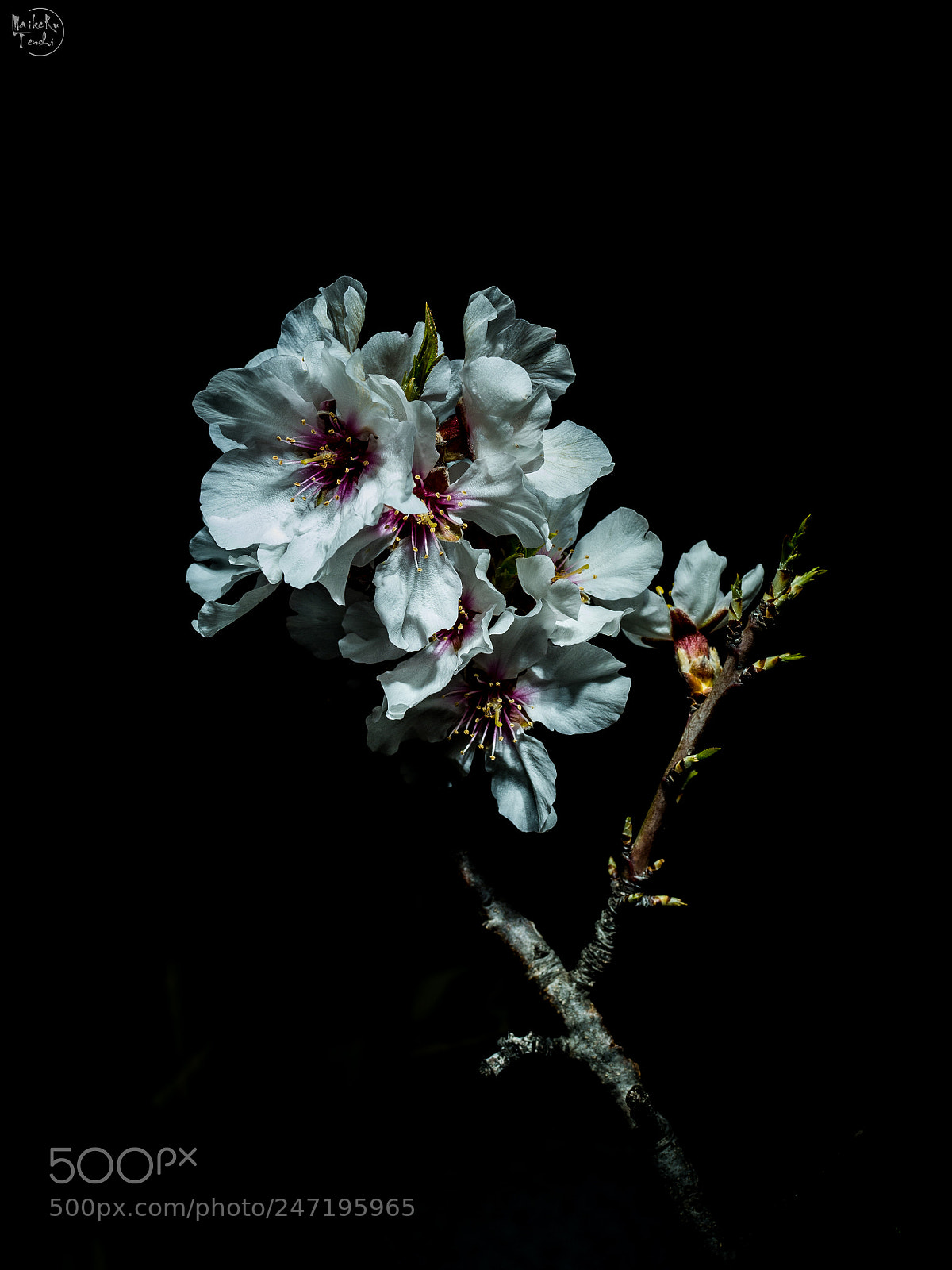 Olympus OM-D E-M5 II sample photo. Lightpainting flowers photography