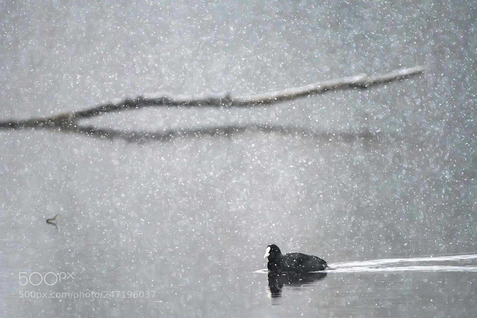 Nikon D500 sample photo. Eurasian coot in the photography