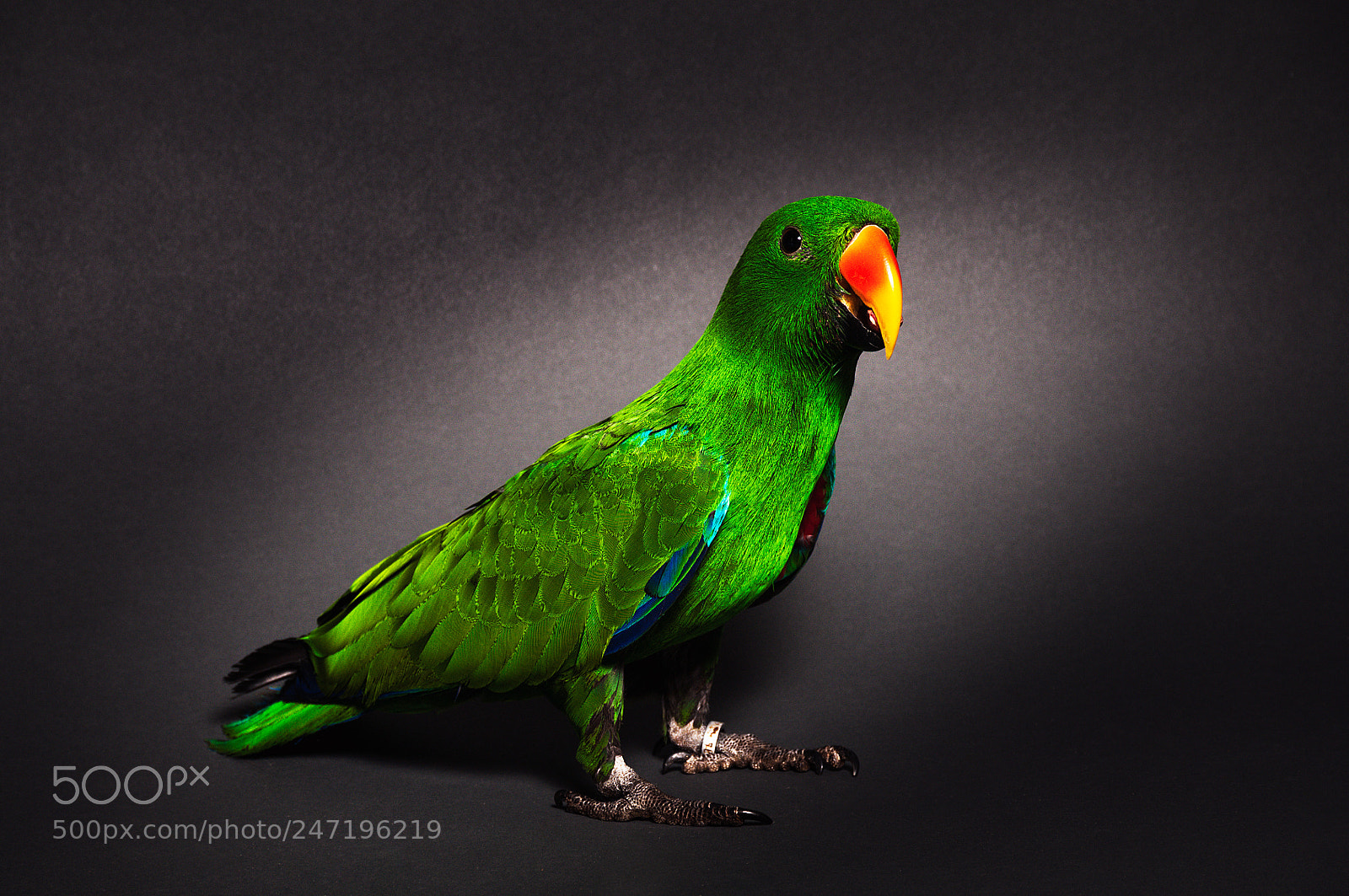 Nikon D300S sample photo. Perroquet photography