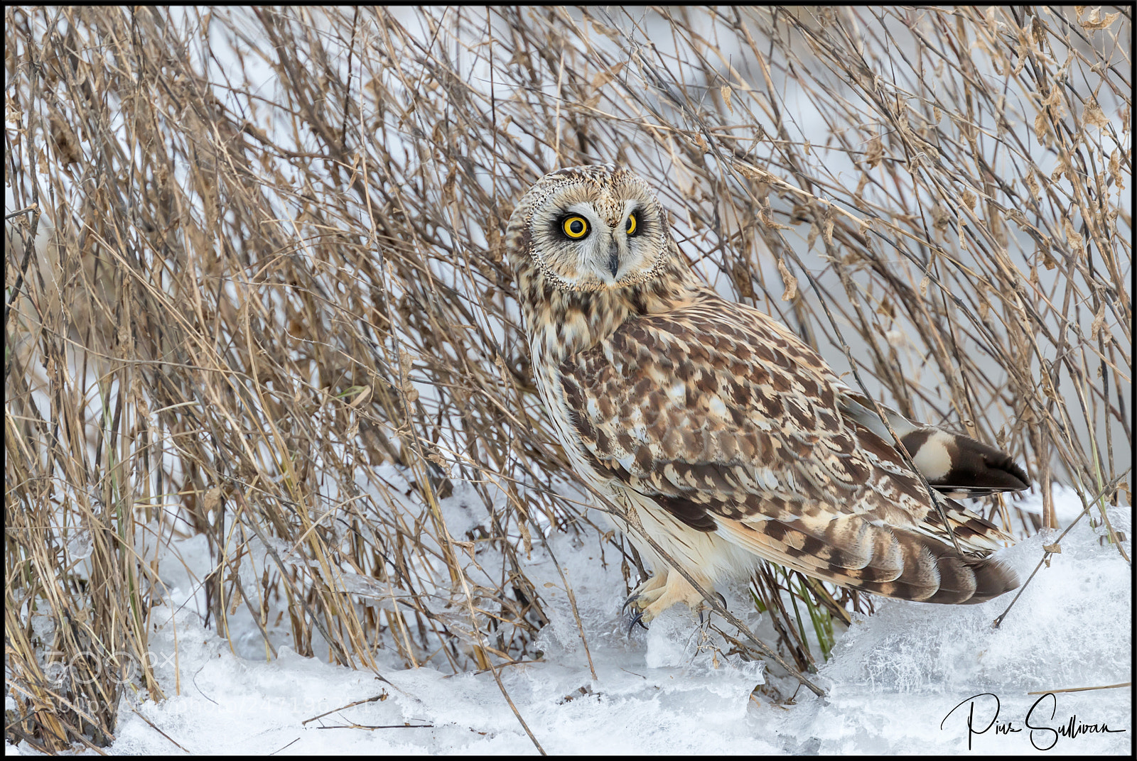 Canon EOS-1D X Mark II sample photo. Camouflage photography