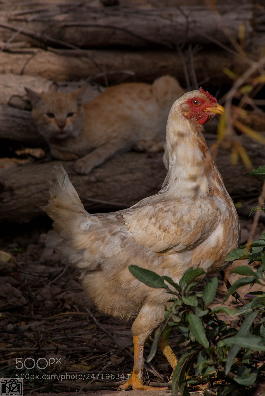 Nikon D3000 sample photo. Chicken photography