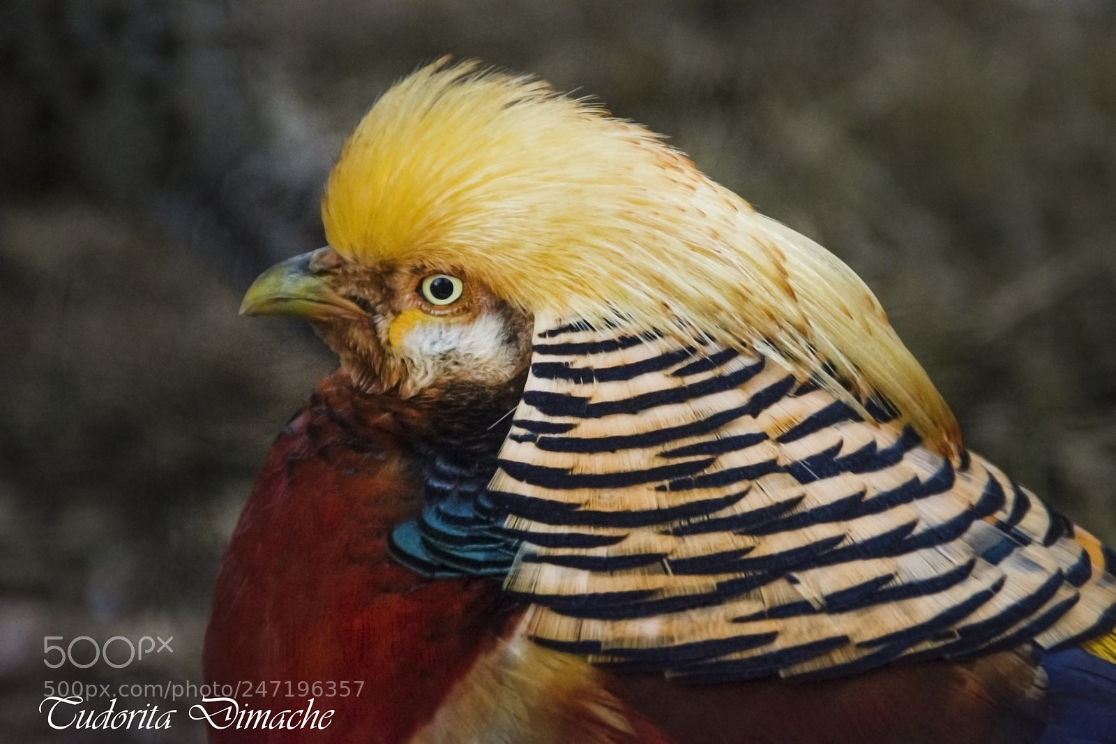 Nikon D7100 sample photo. Golden pheasant photography