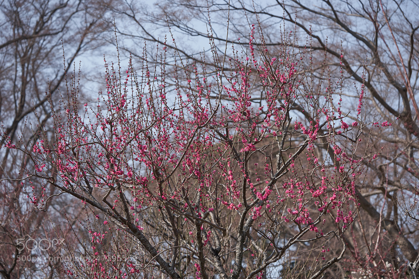 Sony a7 sample photo. Flowers 6146 photography