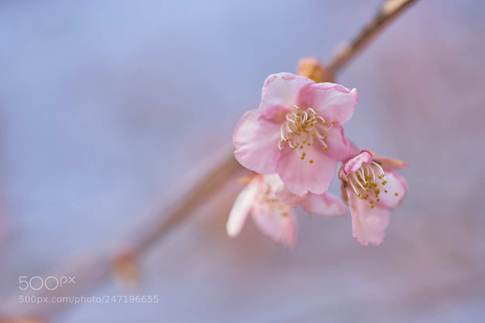 Sony a7 sample photo. Flowers 6147 photography