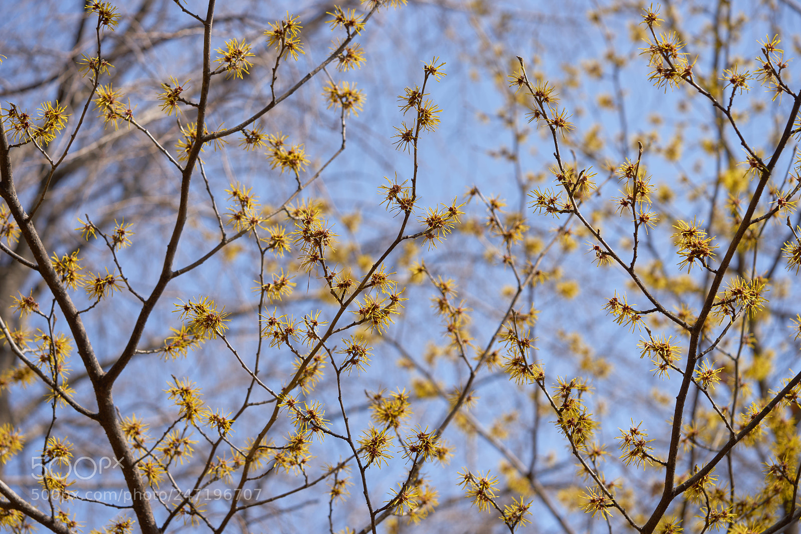 Sony a7 sample photo. Flowers 6148 photography