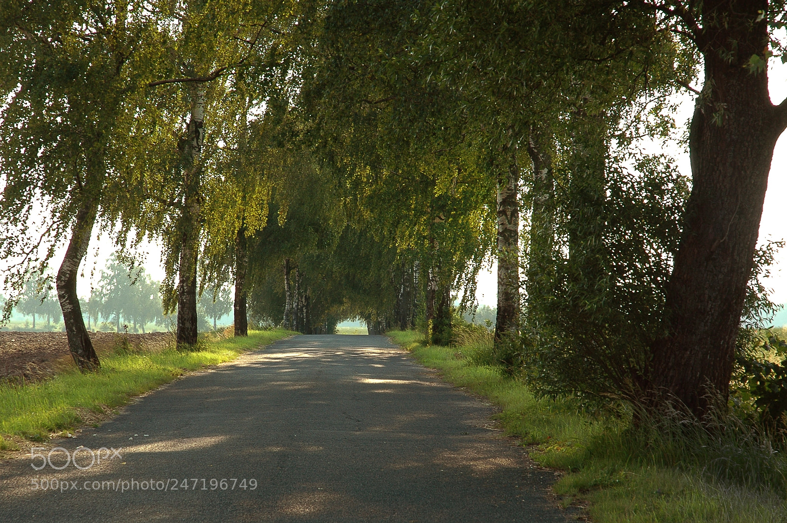 Nikon D70 sample photo. Trees near the old photography