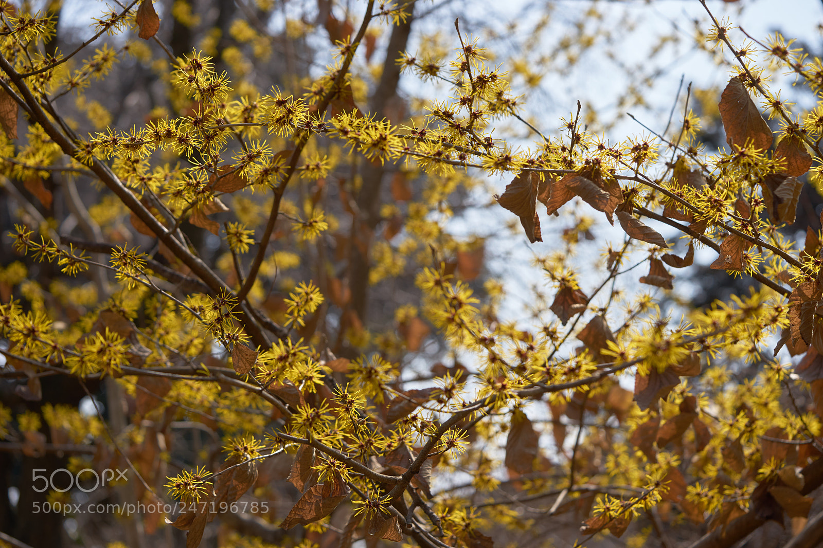 Sony a7 sample photo. Flowers 6149 photography