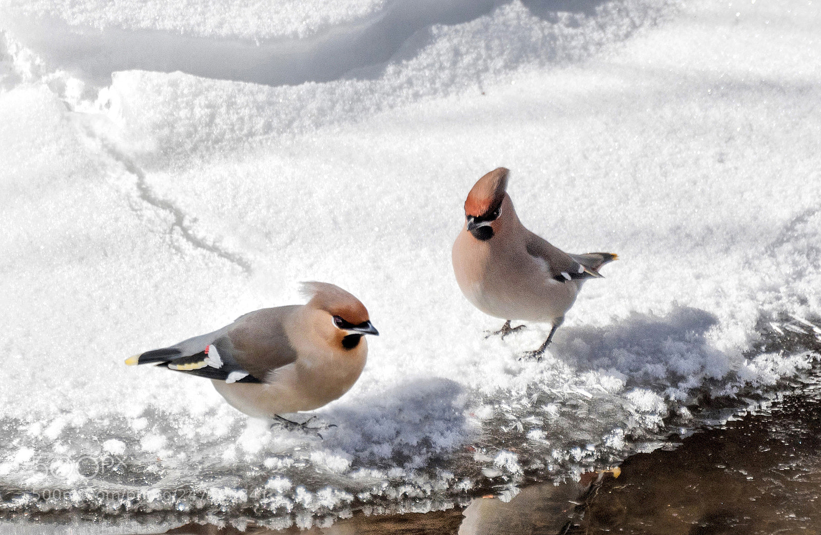 Nikon D500 sample photo. B garrulus photography