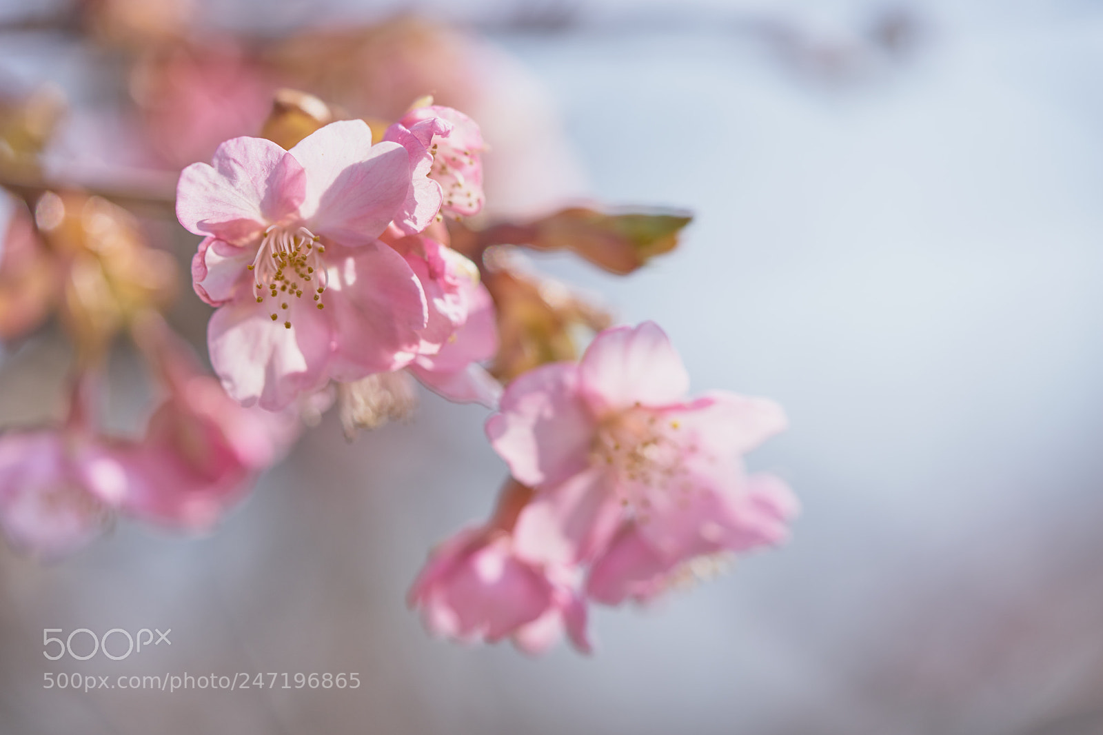 Sony a7 sample photo. Flowers 6150 photography
