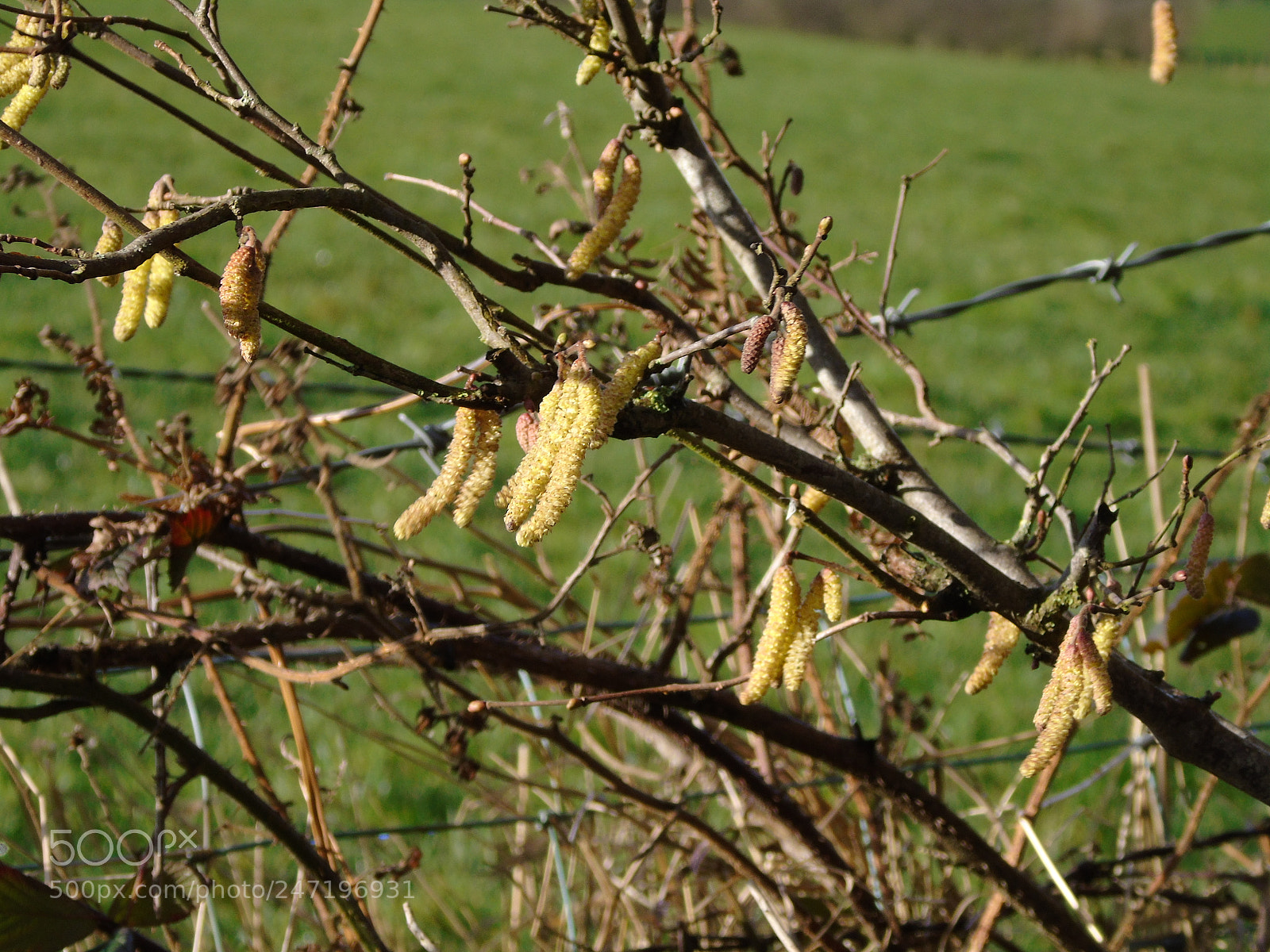 Sony Cyber-shot DSC-H400 sample photo. Yellow catkins against the photography