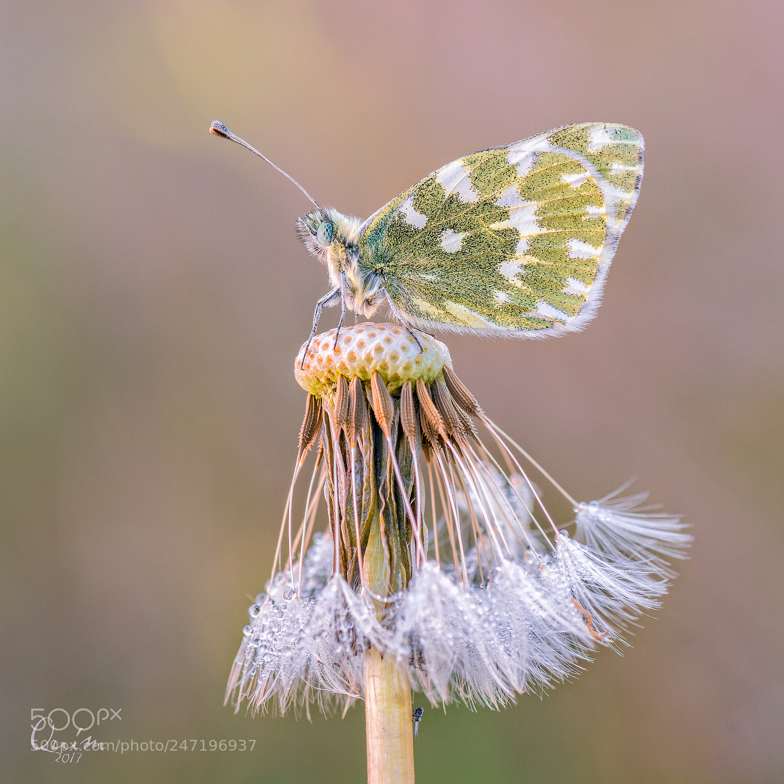 Nikon D7100 sample photo. Pontia daplidice photography